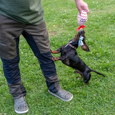 Petit chien noir et feu tirant sur un jouet en corde avec une balle rouge et blanche tenue par une personne debout sur l’herbe, partie supérieure du corps non visible.