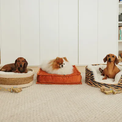 Drei Hundebetten in verschiedenen Designs: Korbgeflecht, orange Stoff und gestreiftes Muster. Hunde liegen jeweils auf den Betten.