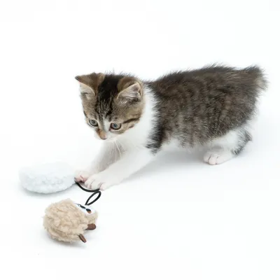 Gattino che gioca con un peluche a forma di pecora e una palla di stoffa bianca, collegati da un nastro.