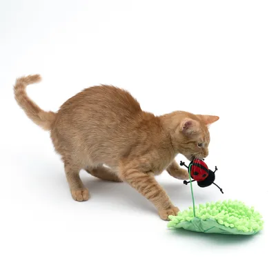 Рыжая кошка играет с зелёной игрушкой и фигуркой божьей коровки на палочке. Демонстрация использования игрушки для кошек.