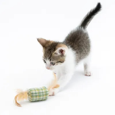 Chaton jouant avec un jouet cylindrique en tissu vert à motif quadrillé, décoré de plumes beiges aux extrémités. Jouet et chat visibles sur fond blanc.