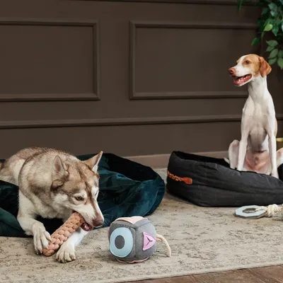 Zwei Hunde in Hundebetten, einer kaut auf einem Kauspielzeug aus Seil, daneben ein Würfelspielzeug mit bunten Formen.