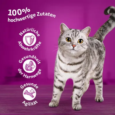 100 % laadukkaita ainesosia. Luonnollinen vastustuskyky, virtsateiden terveys, terve ketteryys. Kissa violetilla taustalla.
