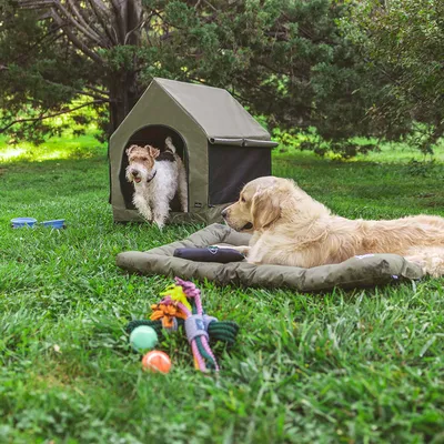 Hondentent en hondenbed op een grasveld, omringd door speelgoed zoals ballen en touwen. Een hond staat in de tent, een andere ligt op het bed.