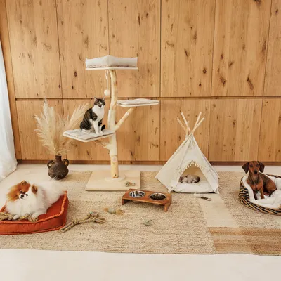 Wohnzimmer mit Kratzbaum, Katzenzelt, Hundebetten und Futternäpfen. Katze sitzt auf Kratzbaum, Hunde liegen in Betten, eine Katze im Zelt.