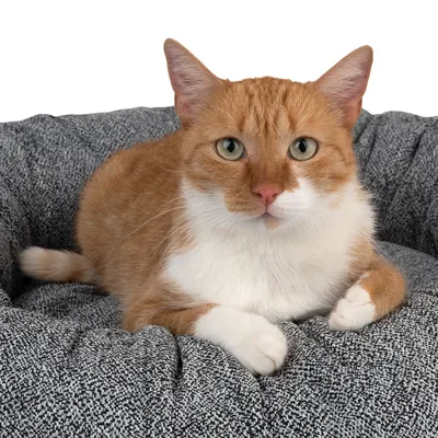 Gatto rosso sdraiato su un letto per animali grigio imbottito. Il prodotto mostra comfort e design del letto.