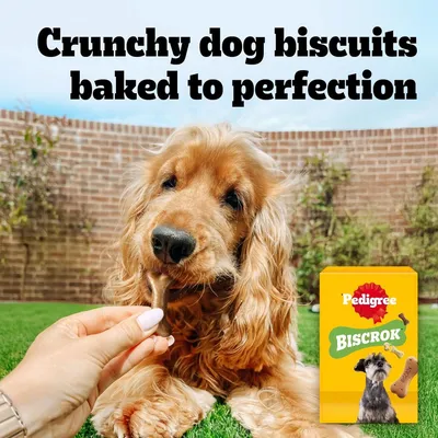 Text: Crunchy dog biscuits baked to perfection. Pedigree Biscrok packaging featuring a dog and a bone-shaped biscuit.