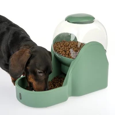 Green feeder with transparent container filled with dry food. A dog is eating from the lower bowl.
