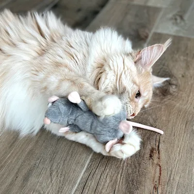 Chat à poils longs allongé sur un sol en bois, tenant une souris en peluche grise avec pattes et queue roses entre ses pattes avant.
