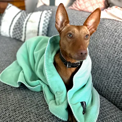 Hund mit braunem Fell, eingewickelt in eine grüne Decke mit sichtbarem Logo 'Nomad Tales'.
