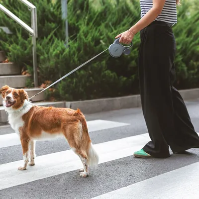Person führt einen Hund an einer ausziehbaren Leine über einen Zebrastreifen. Leine mit ergonomischem Griff sichtbar.