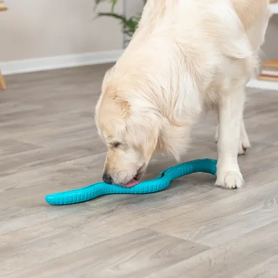 Cane che lecca un gioco ondulato blu sul pavimento. Dimostrazione dell'uso di un gioco per cani.