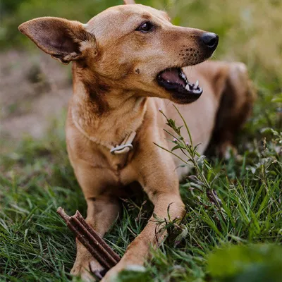 Hond ligt in het gras en kauwt op een bruine kauwsnack.