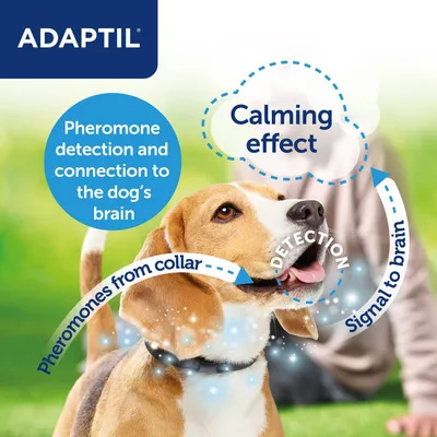 Diagram showing pheromones from collar detected and connected to dog's brain, leading to calming effect. Text: 'Pheromone detection and connection to the dog’s brain', 'Calming effect'.