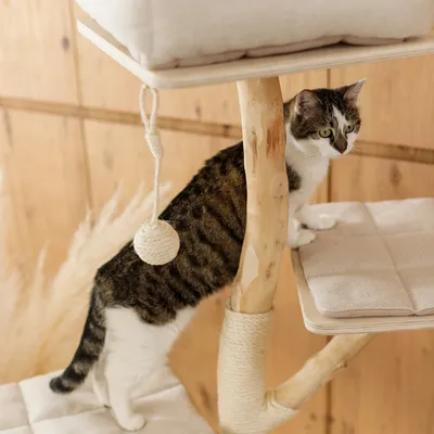 Kratzbaum aus Holz mit gepolsterten Liegeflächen und Spielball. Katze steht auf einer unteren Ebene des Kratzbaums.