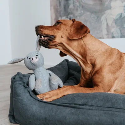 Hund in einem grauen Hundebett spielt mit einem Stofftier in Form eines Hasen.