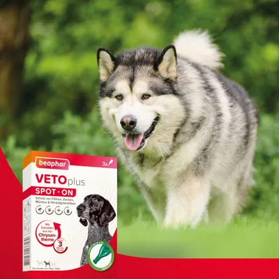 Beaphar Veto Plus Spot-On, Schutz vor Flöhen, Zecken, Mücken und Herbstgrasmilben. Mit Chrysanthem-Extrakt, für Hunde von 15kg bis 30kg, 3 Anwendungen.