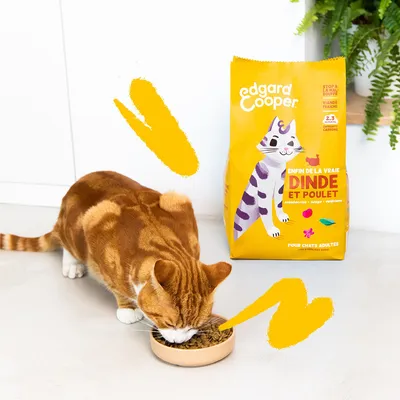Kortharige oranje kat eet uit bakje naast zak Edgard & Cooper kattenvoer, tekst op verpakking: 'DINDE ET POULET', geschikt voor volwassen katten. Gele verpakking met paarse kat illustratie.