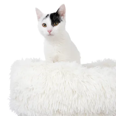Weisse, flauschige Katzenliege mit einer schwarz-weissen Katze darauf. Produkt zur Präsentation von Haustiermöbeln.