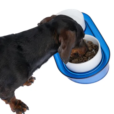 Hund frisst aus einer blauen Doppel-Futterschale mit weissem Einsatz, gefüllt mit Trockenfutter.
