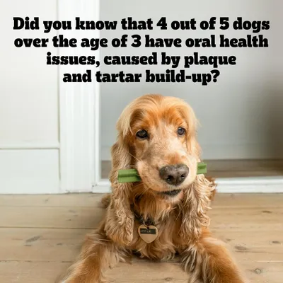 Text reads: Did you know that 4 out of 5 dogs over the age of 3 have oral health issues, caused by plaque and tartar build-up?