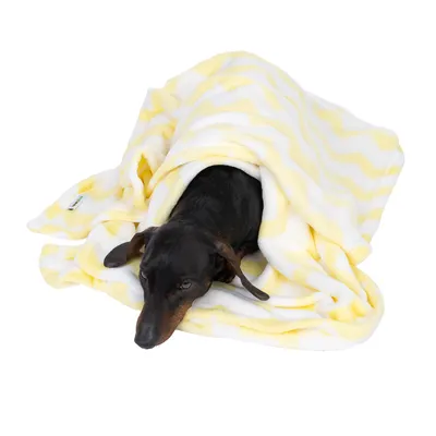 Chien allongé sous une couverture en tissu à motif zigzag jaune et blanc, étiquette visible sur le côté. La couverture recouvre partiellement l’animal.
