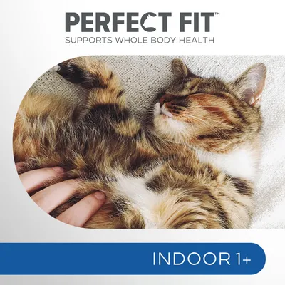 Perfect Fit Supports Whole Body Health, INDOOR 1+. Kat ligger på tæppe og bliver kælet. Synlig tekst på engelsk.