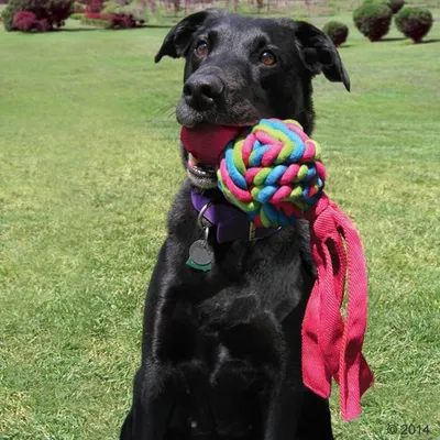 Schwarzer Hund mit einem bunten Kauspielzeug aus Seil im Maul, bestehend aus einem geflochtenen Ball und langen roten Bändern.