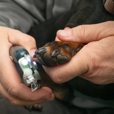Nahaufnahme einer Person, die mit einem beleuchteten Krallenschneider die Krallen eines Hundes schneidet.