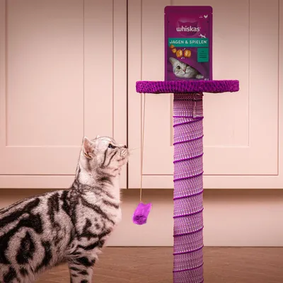 Confezione snack Whiskas Jagen & Spielen su un tiragraffi viola, accanto un gatto grigio-nero tigrato con gioco appeso a una corda.