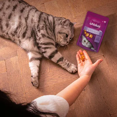 Whiskas Entspannen & Ausruhen лакомство для кошек, 45 г, с курицей и лососем. Кошка лежит на деревянном полу рядом с упаковкой, рука предлагает оранжевые лакомства.