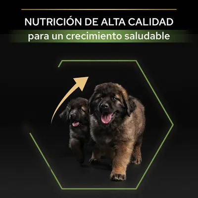 NUTRICIÓN DE ALTA CALIDAD para un crecimiento saludable. Dos cachorros grandes dentro de un hexágono verde y una flecha ascendente amarilla.