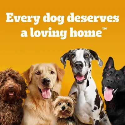 Text: Every dog deserves a loving home™. Bild på fem olika hundraser mot orange bakgrund. Texten är på engelska.
