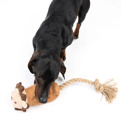 Hund leger med et legetøj formet som et tøjdyr og en rebkorde.