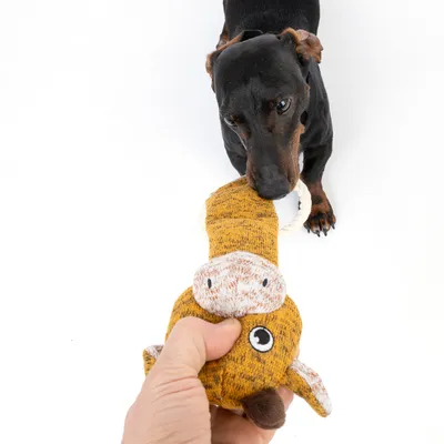 Pes igra z rumeno plišasto igračo v obliki živali, ki jo drži roka.