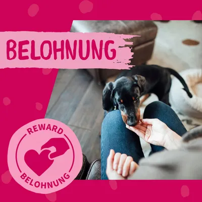 Texte visible : BELOHNUNG, REWARD BELOHNUNG. Image d’un chien recevant une friandise de la main d’une personne assise.