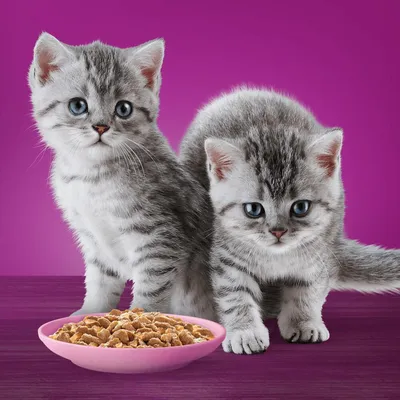 Two grey tabby kittens next to a pink bowl filled with chunks of pet food, shown against a purple background.