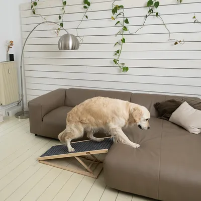 Hond gebruikt een opvouwbare houten loopplank met antislip oppervlak om op een bank te klimmen.