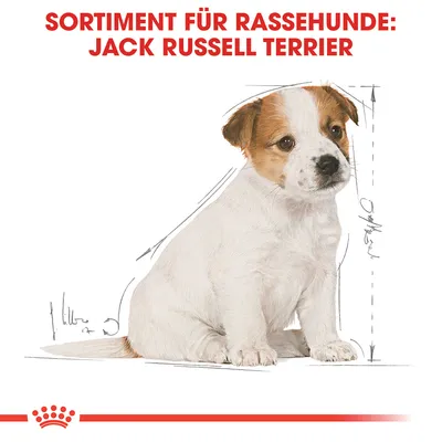 Sortiment für Rassehunde: Jack Russell Terrier. Illustration eines Hundes mit Massangaben.