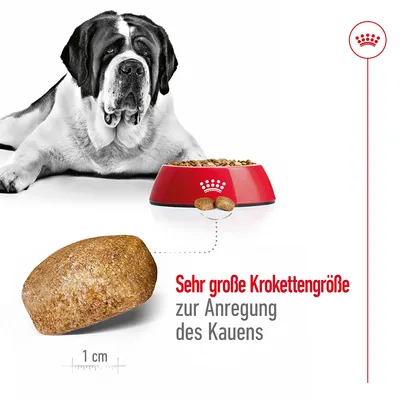 Croquette de grande taille mesurée à 1 cm, chien allongé, gamelle rouge Royal Canin remplie de croquettes. Texte en allemand : Sehr große Krokettengröße zur Anregung des Kauens.