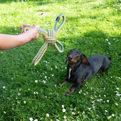 Legetøj af flettet reb præsenteres for en hund på en græsplæne.