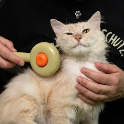 Бежова четка за котки с оранжев бутон се използва върху светла козина на котка, държана от човек.