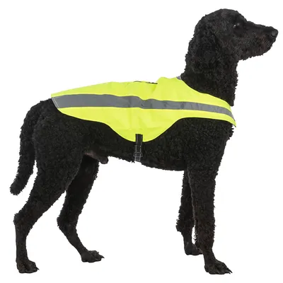 Schwarzer Hund trägt eine gelbe reflektierende Sicherheitsweste mit grauem Streifen und verstellbarem Verschluss.