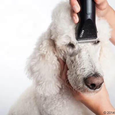 Tondeuse électrique ARCO utilisée pour tondre la tête d’un chien à poils bouclés, tenue par une main humaine.