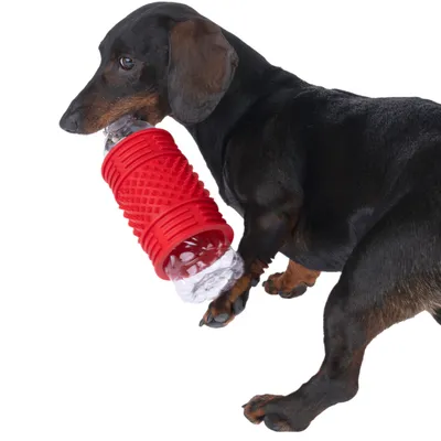 Hund håller en röd leksak med en genomskinlig plastflaska i munnen. Leksaken har en strukturerad yta.