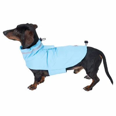 Teckel portant un manteau pour chien bleu clair avec bande réfléchissante et fermeture à scratch, vue de profil sur fond blanc.