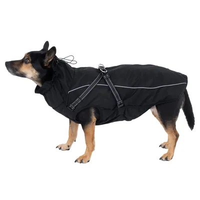 Chien portant un manteau noir avec harnais intégré et bandes réfléchissantes visibles sur le dos. Boucle métallique sur le dessus du harnais.