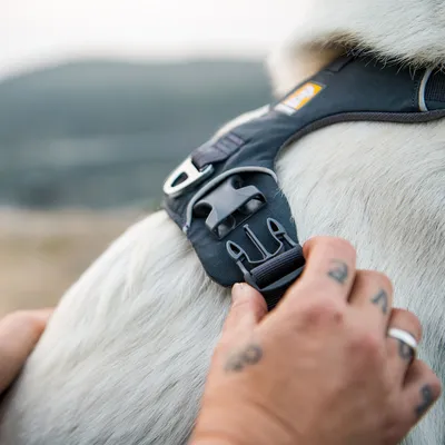 Close-up of a dog harness with buckle fastener being fitted to a white dog.