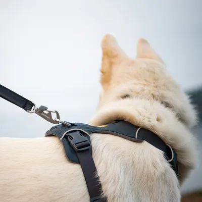 Dog with black harness and lead, metal clip with Ruffwear inscription visible.