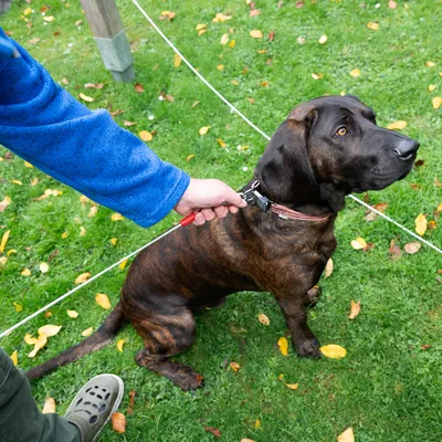 Chien marron foncé avec collier attaché à une longe, tenu par une personne en veste bleue sur une pelouse verte avec feuilles jaunes.